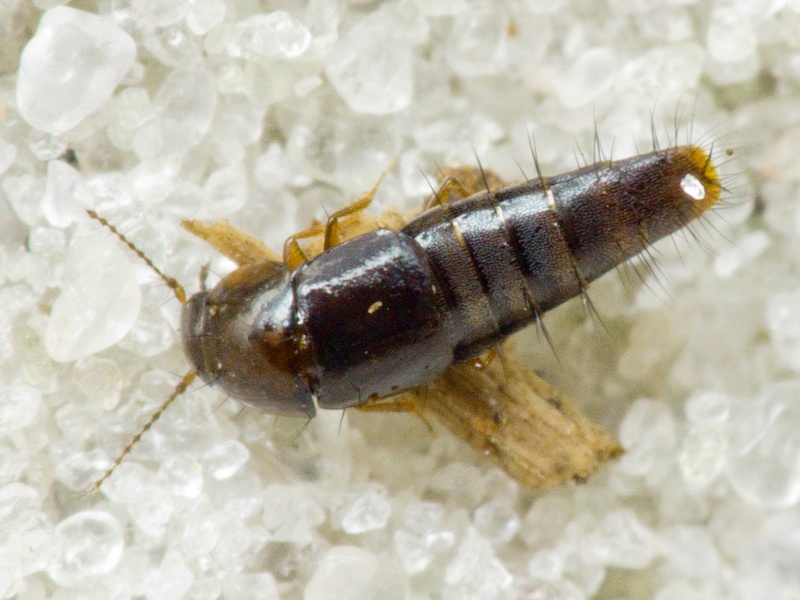 Habrocerus capillaricornis (Gravenhorst, 1806)